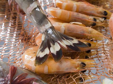  Rólez de Camarão e Espinafre: Uma Sinfonia Deliciosa Que Celebra A Frescura Do Mar!